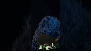 Download lagu Male Scream in fear - NO Copyright - Free Sound Effects  #copyrightfreemusic #male #scream #fear mp3