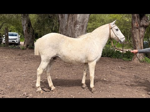 Tordillo de Pecho y de Andar garantido 💸$3.000.000  LOSEQUINOS.COM