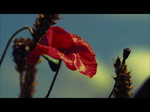 This Thing Called Love -  Peter Pearson