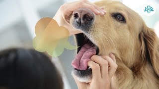 HOME REMEDIES for BAD BREATH in DOGS and causes