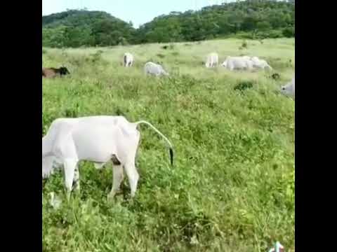 Fazenda à Venda 84 hectares- Dom Bosco/MG - R$ 2.520.000,00