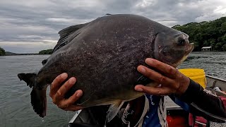 Pescaria de Pacu caranha e Piauçu gigante no Rio grande tremedeira total 