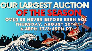 Our Largest Koi Auction of the Season - https://tinyurl.com/43nftv6x