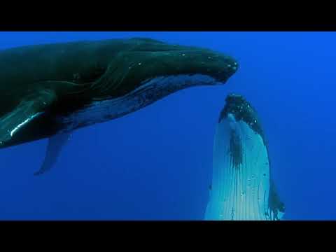 Dimitris Petsetakis - Underneath