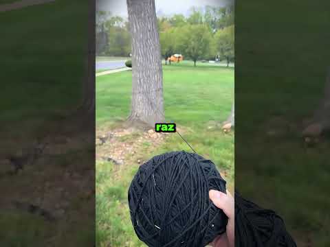 To Drzewo Się Przesuwa… 🤯