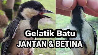 Download lagu Cara Membedakan Gelatik Batu / Gelatik Wingko JANTAN & BETINA !! mp3 Download lagu Cara Membedakan Gelatik Batu / Gelatik Wingko JANTAN & BETINA !! mp3