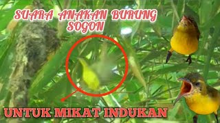 Download lagu SUARA ANAKAN BURUNG SOGON - SOGOK ONTONG TERBUKTI AMPUH UNTUK PIKAT mp3