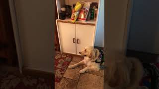 Liam feeding Norman using “on your mat,” “sit,” “down” & “free”