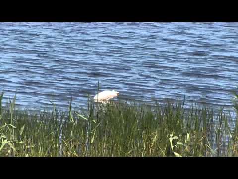 Rocher Pan- Bird and human sanctuary