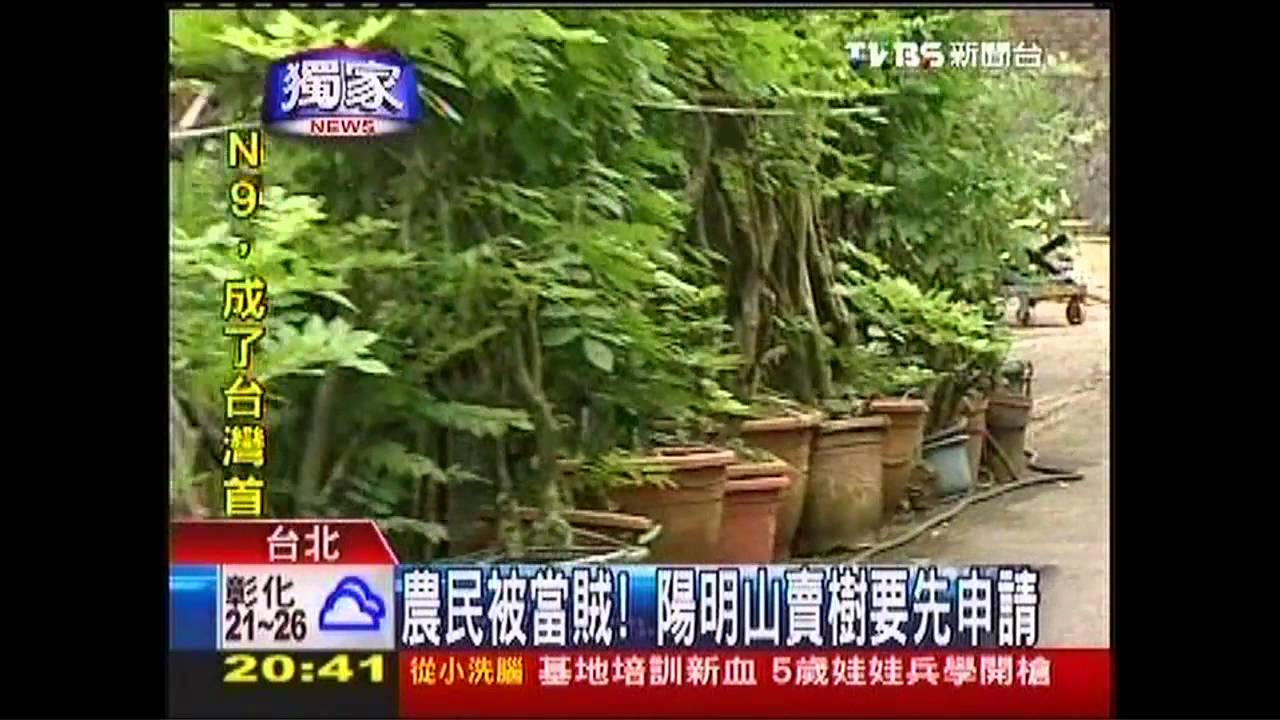 〈獨家〉農民被當賊! 陽明山賣樹要先申請