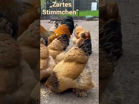 So kräht ein Brahma! Mein Hahn kräht wundervoll #rassegeflügel #hühnerhaltung #hahn #hühner #brahma