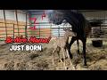 Will This New Mama REJECT Her Foal HORSE BIRTH