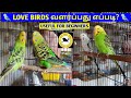 HOW TO BREED LOVE BIRDS LOVE BIRDS BREEDING TIPS FOR BEGINNERS தமிழ் LOVE BIRDS DETAILS