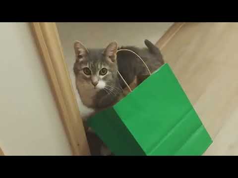 Funny Animals Videos : Cute Cats on The Planet will Make Your Heart Melt | Funniest Cats Videos #2