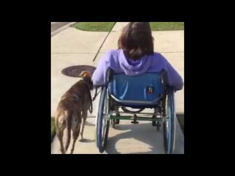Tucker Working Next To Wheelchair With Family 