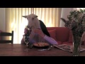 Una cabra cenando con cubiertos