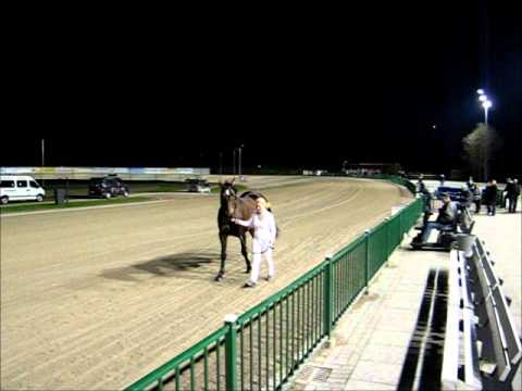 Flevofarm dekhengst Eilean Donon te koop