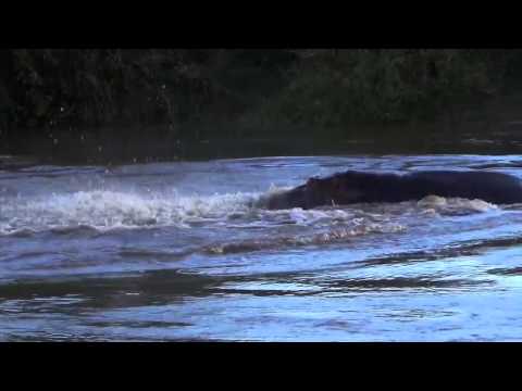 Hippo Confrontation