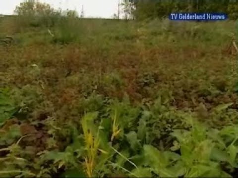 GLD Nieuws 15 augustus 2007 - Nieuws