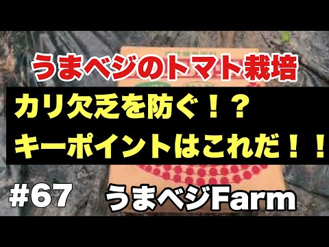 , title : '#67【農業】トマト栽培に最適な液肥！？カリ欠乏を出さないようにしよう！！トマト以外にも使える優れ物！'