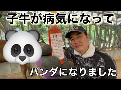 , title : '子牛が病気になった？'