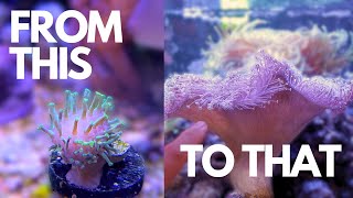 What's REALLY Happening in My 125g Reef Tank Right Now