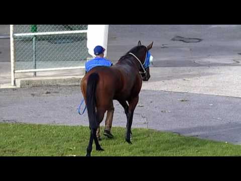 Belmont Park, 25/05/2016 - Race 3 - NARDINI - Simon A. Miller