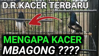 Download lagu BONGKAR RAHASIA KACER MBAGONG | DR KACER TERBARU mp3 Download lagu BONGKAR RAHASIA KACER MBAGONG | DR KACER TERBARU mp3