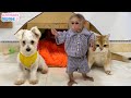 BiBi monkey has fun playing with puppy and cats