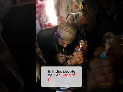 Smoking Scorpions the New high in South Asia? | SAT #shorts