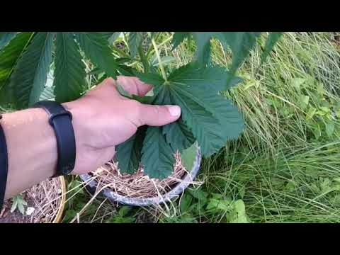 АУТ 2019 #10. 68 day. Обзор сортов марихуаны. Суровый гров.