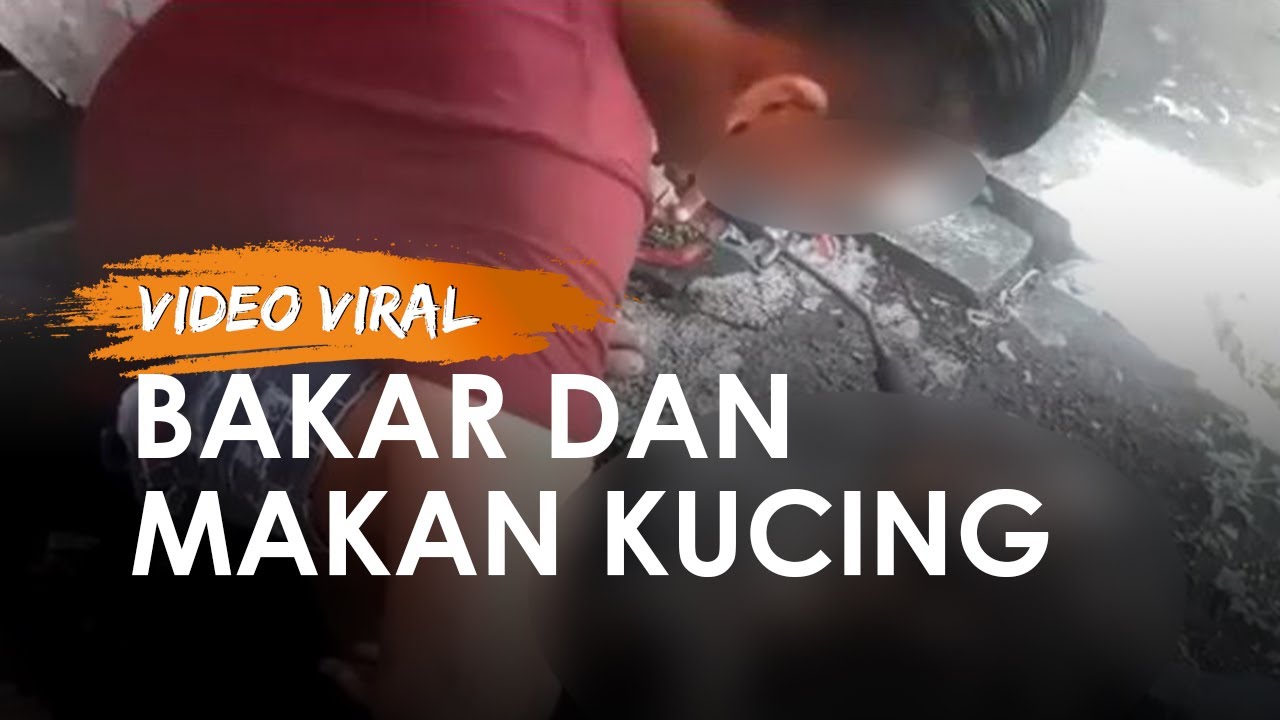 Komunitas Pecinta Kucing Jakarta Kpkj Beranda Facebook