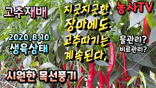고추재배, 긴 장마에 하우스 고추 생육상태 [농사TV]
