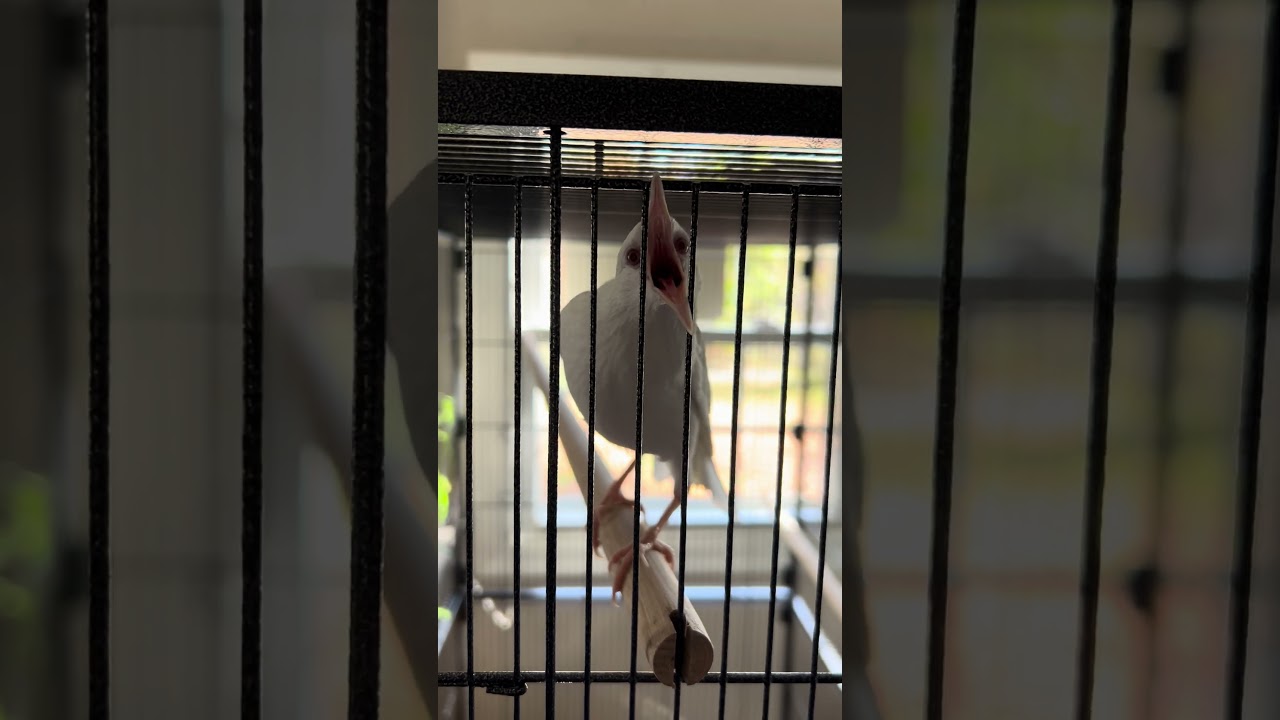 Moby says Hello!