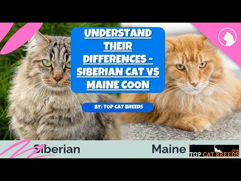 Understand Their Differences - Siberian Cat vs Maine Coon | Top Cat Breeds