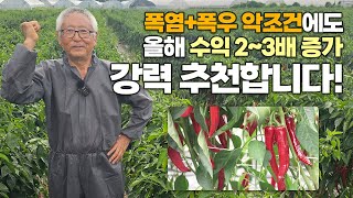 역대급 장마 & 폭염에도 우수작황! 농가 매출 2배 이상 증가한 고추 고수의 재배 비결은?