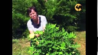 Выращивание и уход за пионами в саду - Видео онлайн