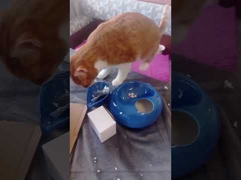 Pet drinking fountain Lotus