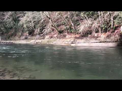 Sandy river February winter steelhead, Bobber Down footage 2019