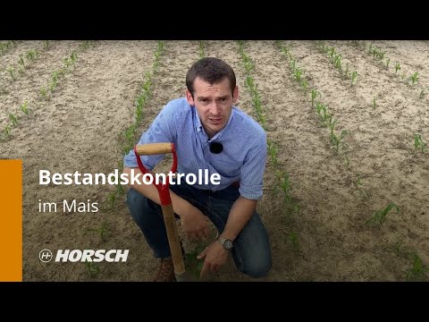 Bestandskontrolle im Demogarten - Mais