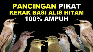 Download lagu SUARA PANCINGAN PIKAT BURUNG KERAK BASI ALIS HITAM mp3