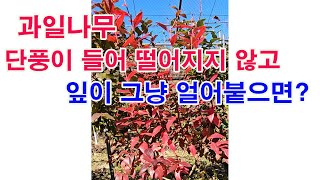 과일나무, 단풍이 들어 떨어지지 않고 잎이 그녕 얼어붙으면?(과일나무 저장 양분, 과수 월동, 저장 양분의 …
