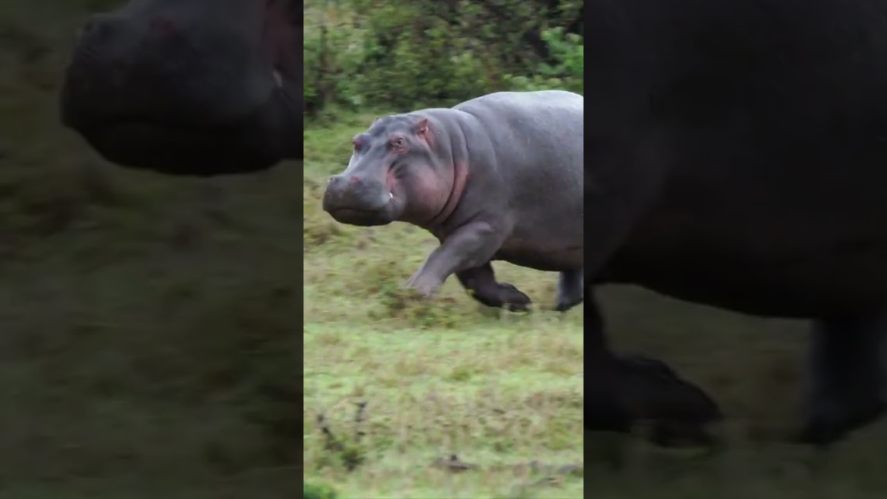 The Power of a Hippo’s Bite and Their Surprising Speed 🦛