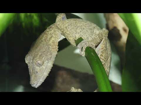 Let's Learn About Lizards!