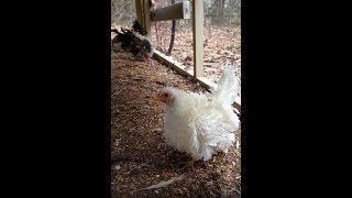 Serama Chicken TV 030819