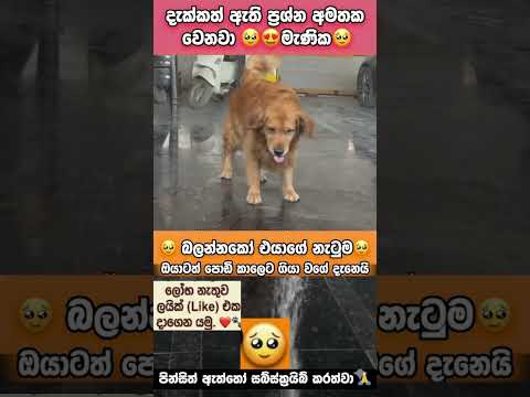 😍😱#shorts #viral #feed #trending #dog #reels #love #shortsfeed #pets #dance