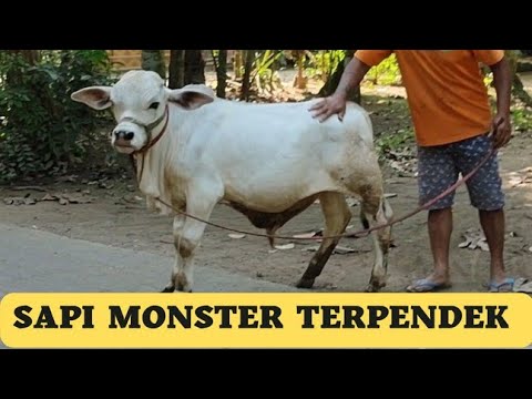 , title : 'Sapi Monster Unik Terpendek Di Dunia😂|Ongole Shortest Cow'