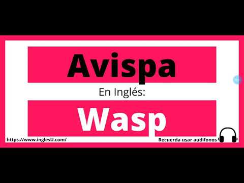 Cómo se dice Avispa en inglés - Avispa en ingles