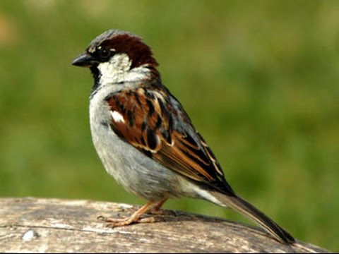 Call of a House Sparrow