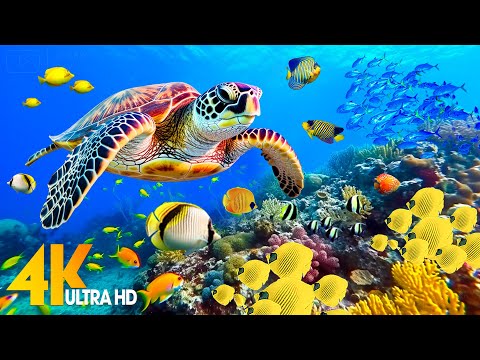 Ocean 4K - Sea Animals for Relaxation, Beautiful Coral Reef Fish in Aquarium (4K Video Ultra HD) #91